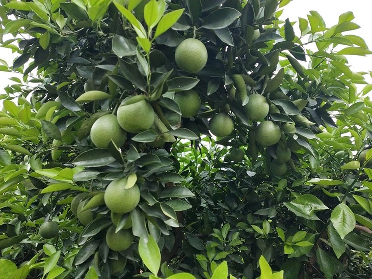 10月17日到货阳光橙