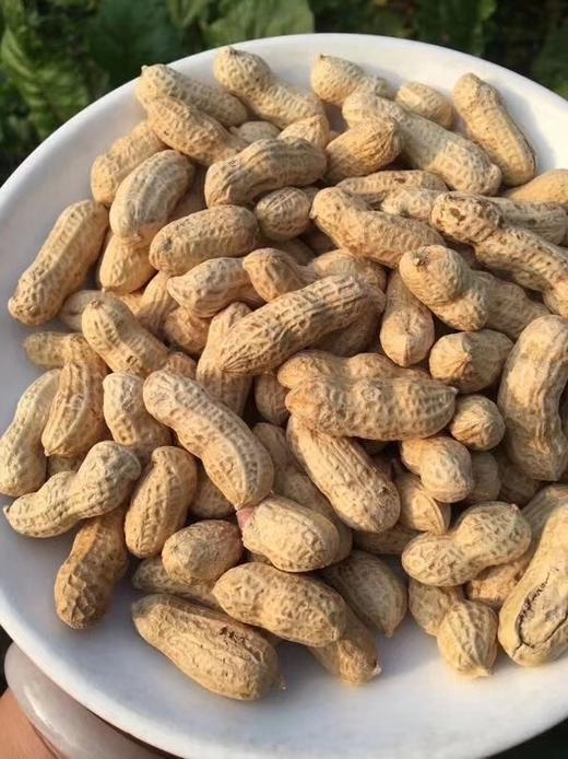 【3斤装】正宗龙岩湿烤花生五香味 2020年新货 多籽硬脆 8道工序古法
