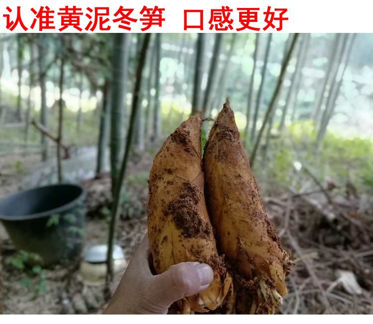 今年新鲜冬笋现挖黄泥笋毛竹楠竹笋深山野生农家蔬菜湖南