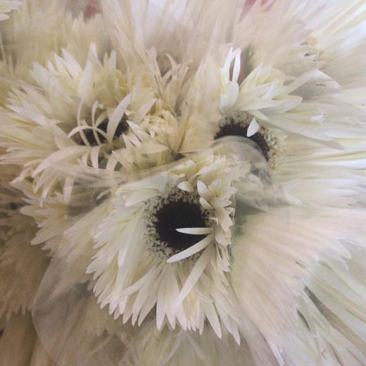 拉丝非洲菊 白色