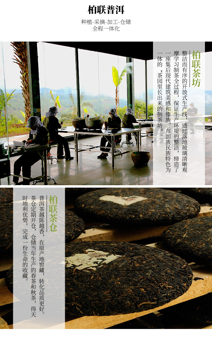 柏联普洱北纬铁桶龙珠景迈山普洱茶生茶手工迷你小沱茶100g