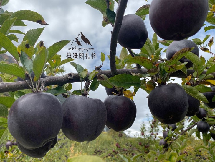 【世界奇迹果】西藏林芝黑苹果 八年结一果 酥脆香甜