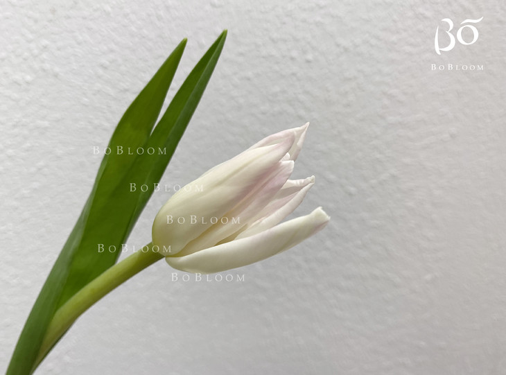 荷兰a级粉白色单瓣郁金香