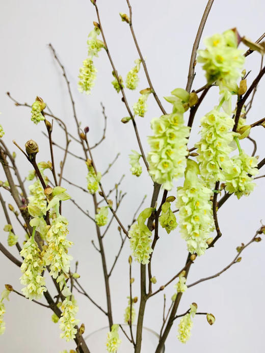 【耳坠花】造型独特,充满生机的可爱绿花朵