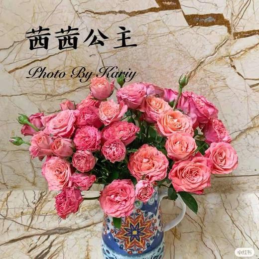 多头玫瑰茜茜公主