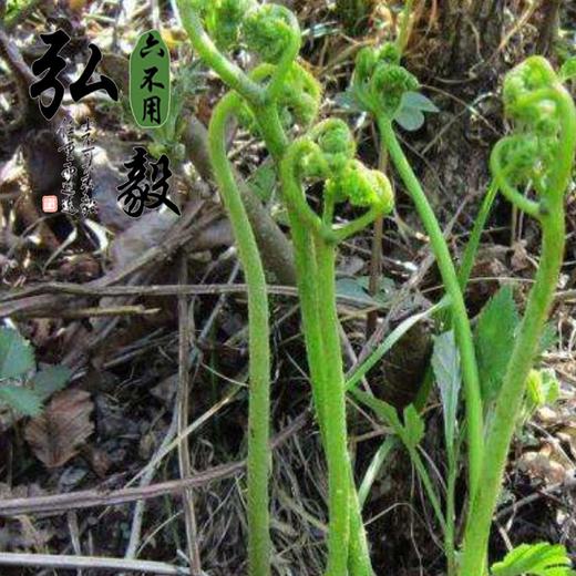 弘毅六不用生态农场六不用野生蕨菜干东北特产05斤份