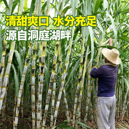 【洞庭湖青皮甘蔗】当季新鲜水果甘蔗应季水果整箱绿皮非黑皮广西特产