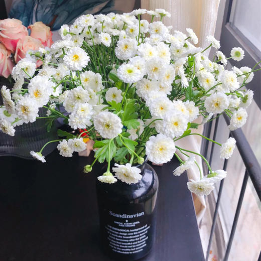 【重瓣小女孩洋甘菊】超仙气的花花,白白的,自由的气质和张扬的生命力