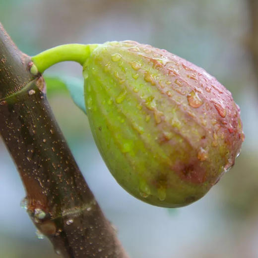 冬季稀有水果云南无花果高山生态种植长在树上的甜包子软糯香甜产地