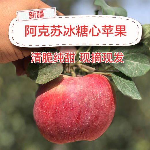 f【援疆扶贫】阿克苏冰糖心苹果 5kg/箱