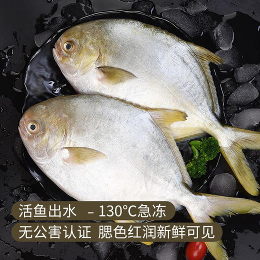 湛江金鲳鱼|标准bap四星认证,无细刺,肉质肥美,tv严选
