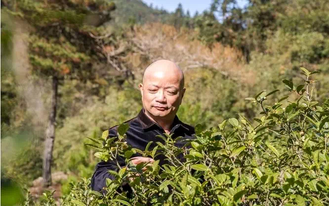 正山小种·烟熏小种丨400年制茶世家亲制,桂圆汤香一口难忘