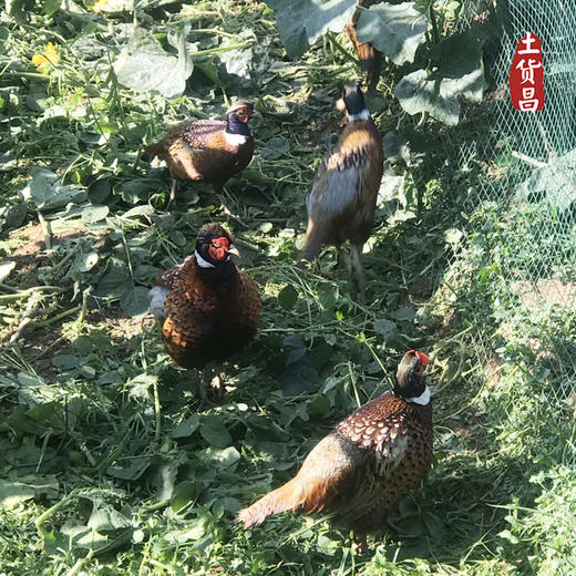 江西修水农家散养公山鸡