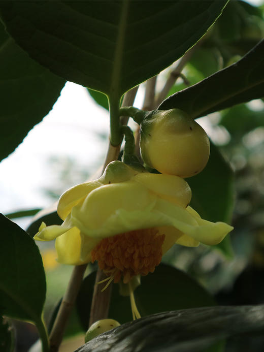 北郎中兰泊湾防城金花茶花苗盆栽花卉室内外种植带花苞鲜花绿植