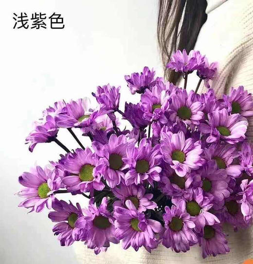 进口小菊如图一蓝紫色很美花期一个月5支