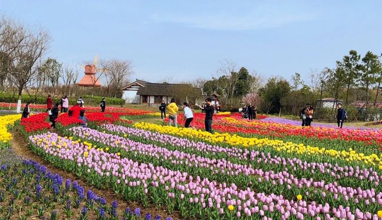 相约海上花田,邂逅百万棵郁金香花海(1天休闲活动)