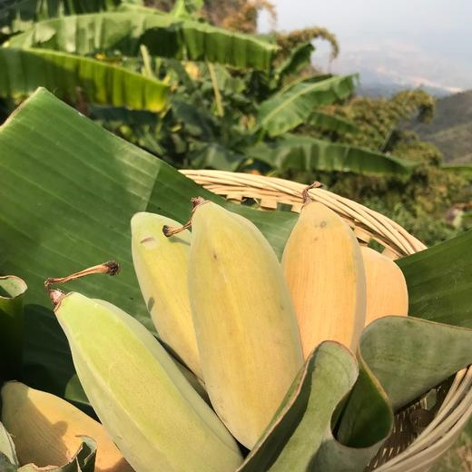 老实芭蕉自然成熟公平贸易基地直发包邮bananafairtrade