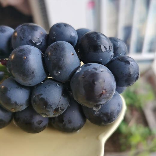 云南甜蜜蜜夏黑无籽葡萄