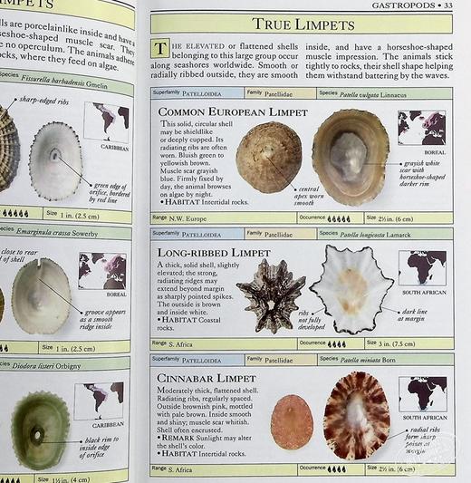 【中商原版】贝壳:彩色图鉴 英文原版 dk smithsonian handbook