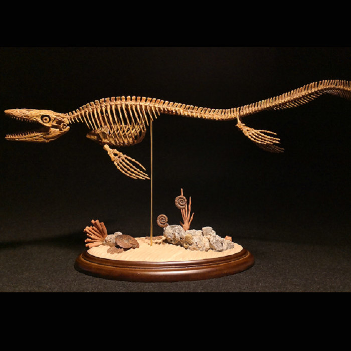 包邮菊石制造沧龙恐龙化石模型最后15只5月底发货