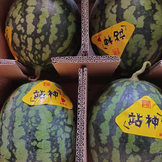 麒麟西瓜