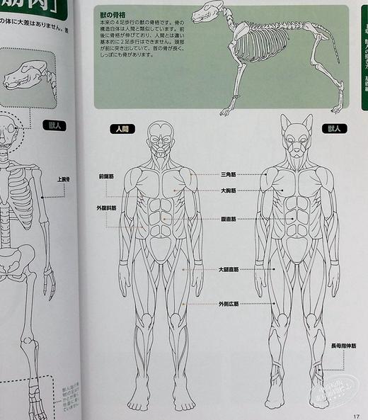 【中商原版】兽人的姿势集 兽人的画法系列2 日文原版