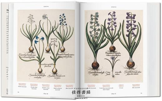 thebookofplants植物图谱大师手稿手绘标本全新现货英文原版taschen