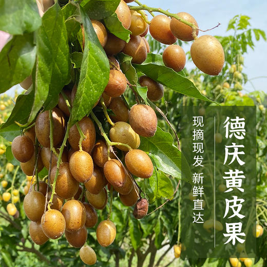黄皮果季 东璞农业德庆黄皮 有机种植