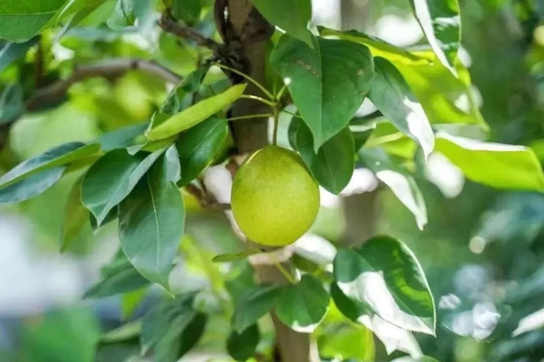 口感鲜嫩是国内较早成熟的蜜梨品种作为"树山三宝"之一的翠冠梨商品