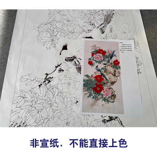 【有步骤】陈军工笔画白描底稿牡丹图四尺多种白描尺寸可选cj07