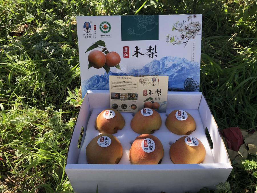 【返乡共好】云南玉龙雪山脚下 生态有机金沙木梨 成熟期长达280天 是
