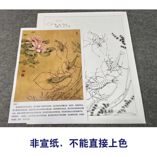 有步骤大彩图郑玲玲工笔花鸟画白描底稿荷花虾虾趣图斗方小品册页zl49