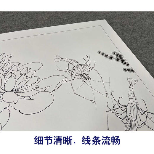 有步骤大彩图郑玲玲工笔花鸟画白描底稿荷花虾虾趣图斗方小品册页zl49