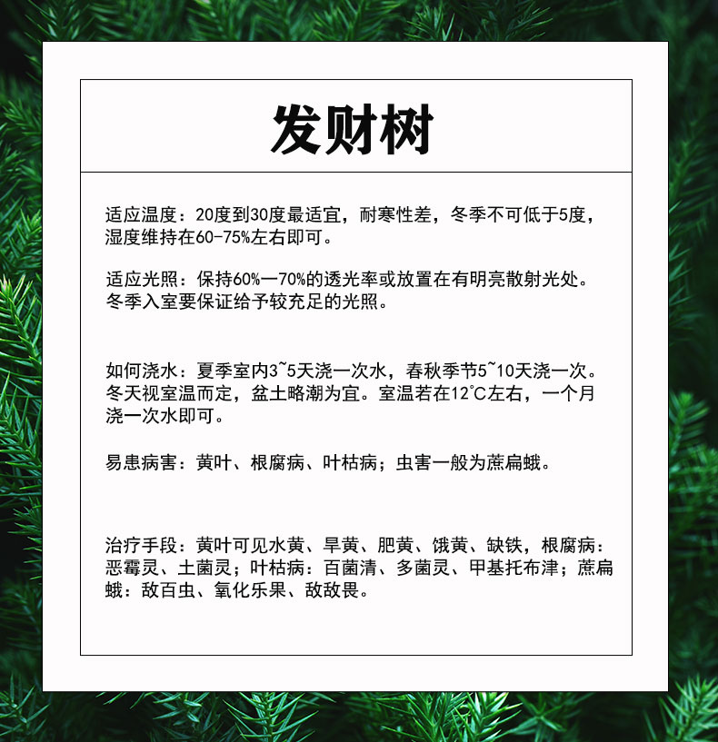 步步高发财树欧式风