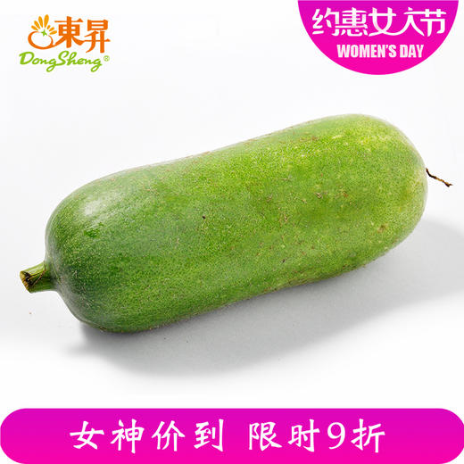 东升农场毛瓜节瓜嫩瓜北瓜广州蔬菜新鲜配送500g
