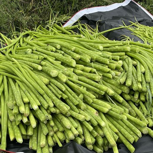 云南洱源干贡菜味甘鲜美爽口清脆泡发率高别名苔干响菜贡菜山蜇菜