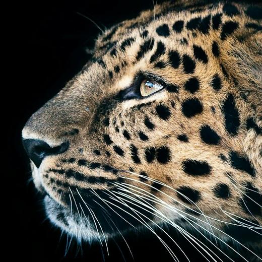 定金预售test1 yingzhi 商品图0