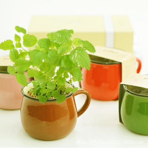 【为思礼合集】DIY办公室桌面生态绿植 创艺生活植栽 商品图1