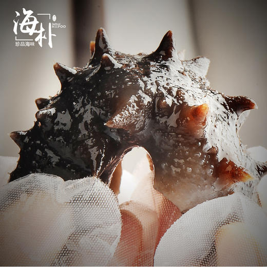 【2.5-2.17停发】【大连海参】海朴即食海参500g*3袋大连海参特产 商品图2