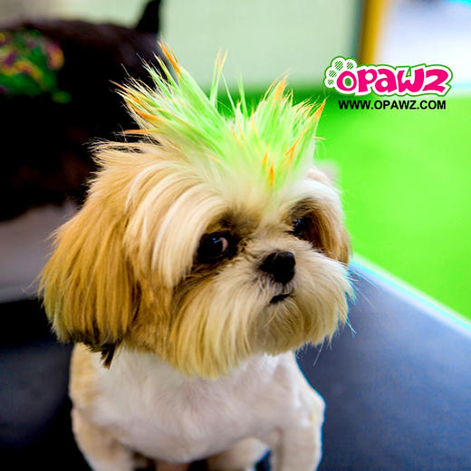 宠物彩色发泥-黑色 OPAWZ小爪印 商品图4