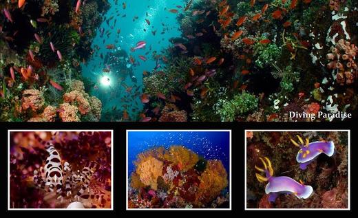 【度假村】菲律宾阿尼洛Anilao潜水套餐 - Buceo Dive Resort 商品图6