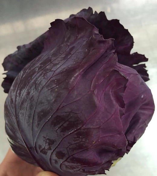紫甘蓝(1颗)可生食/大于1.5斤 商品图0