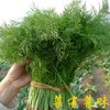 每日现摘  农家种植茴香  水源地种植  农家肥  鲜嫩味浓  适合作馅  350g 商品缩略图1