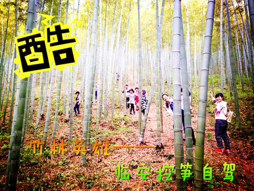 （永久下架）竹林英雄——临安挖笋自驾 商品图0