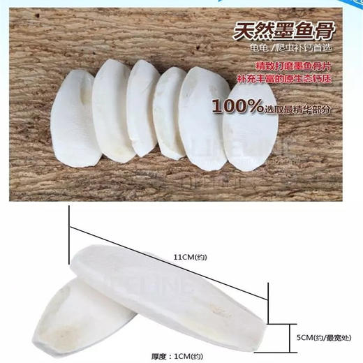 墨鱼骨：补钙，磨喙 商品图3