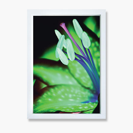 王小慧花之灵摄影装饰画 029