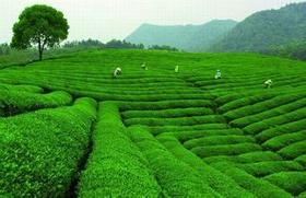 （永久下架）食画春天——龙坞踏青之旅