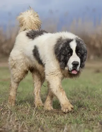 比利牛斯獒犬