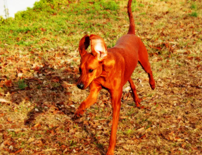 红骨猎浣熊犬