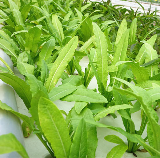 油麦菜 商品图2